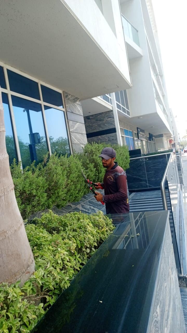 Commercial Hedge Trimming